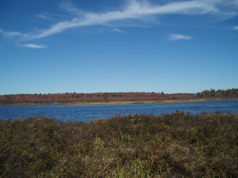 Sweet-gale – Leatherleaf Shrub Fen, Long Pond